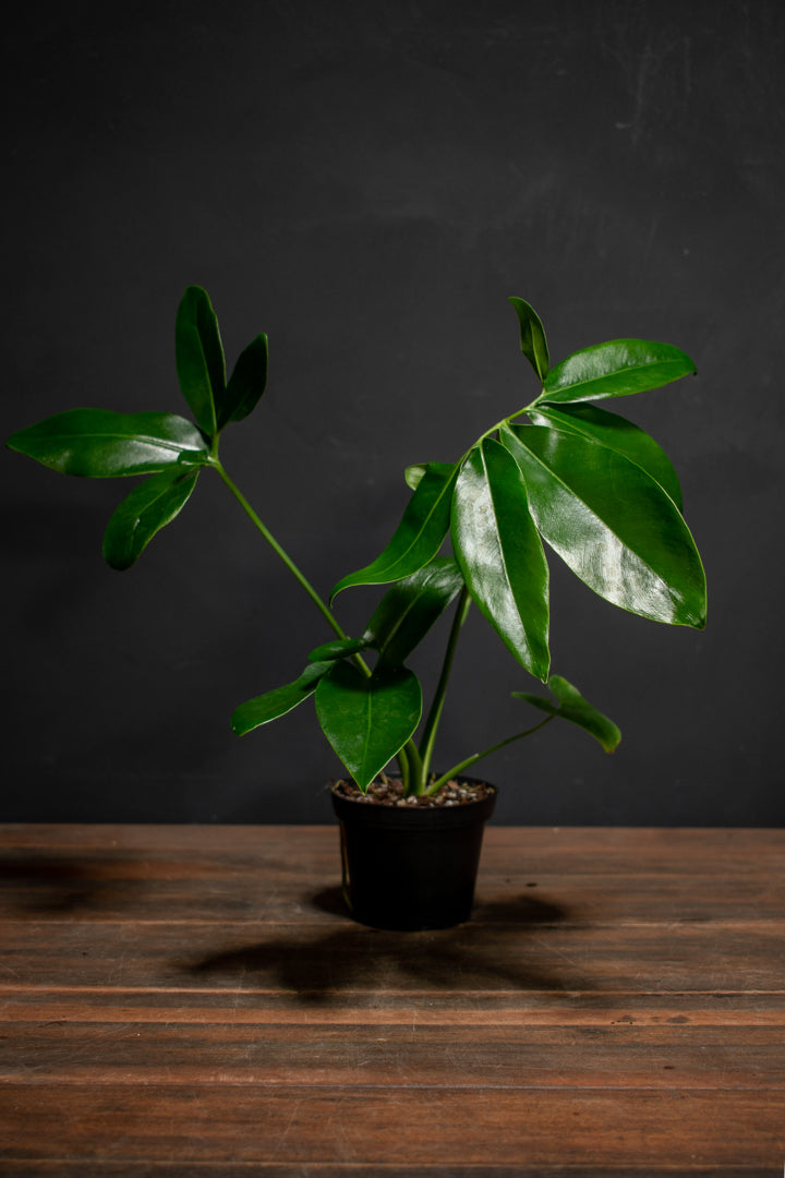 Philodendron - Goeldii