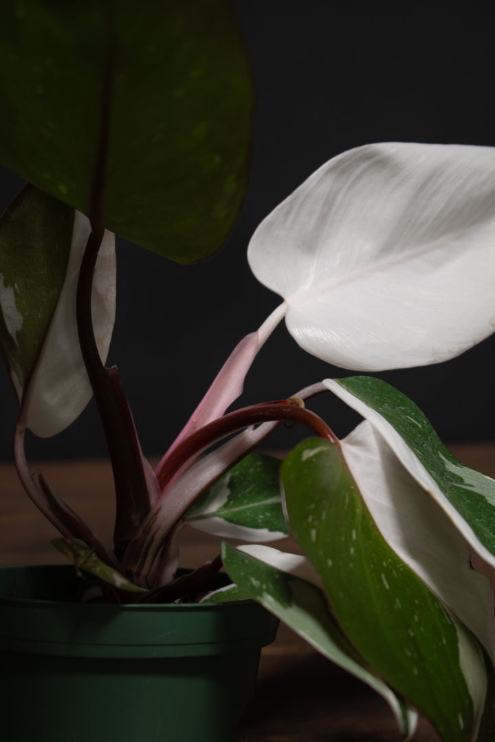 Philodendron - Red Anderson "Pink Knight"