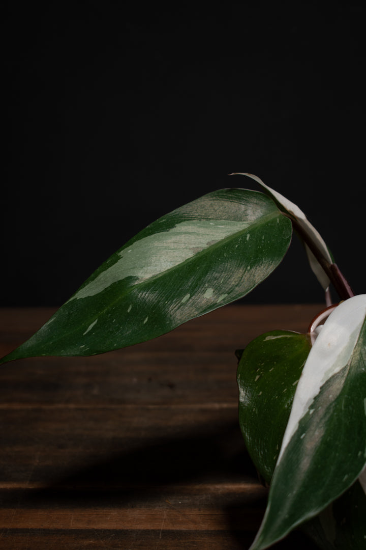 Philodendron - Red Anderson "Pink Knight"