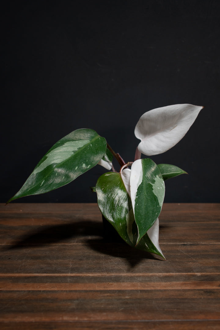 Philodendron - Red Anderson "Pink Knight"