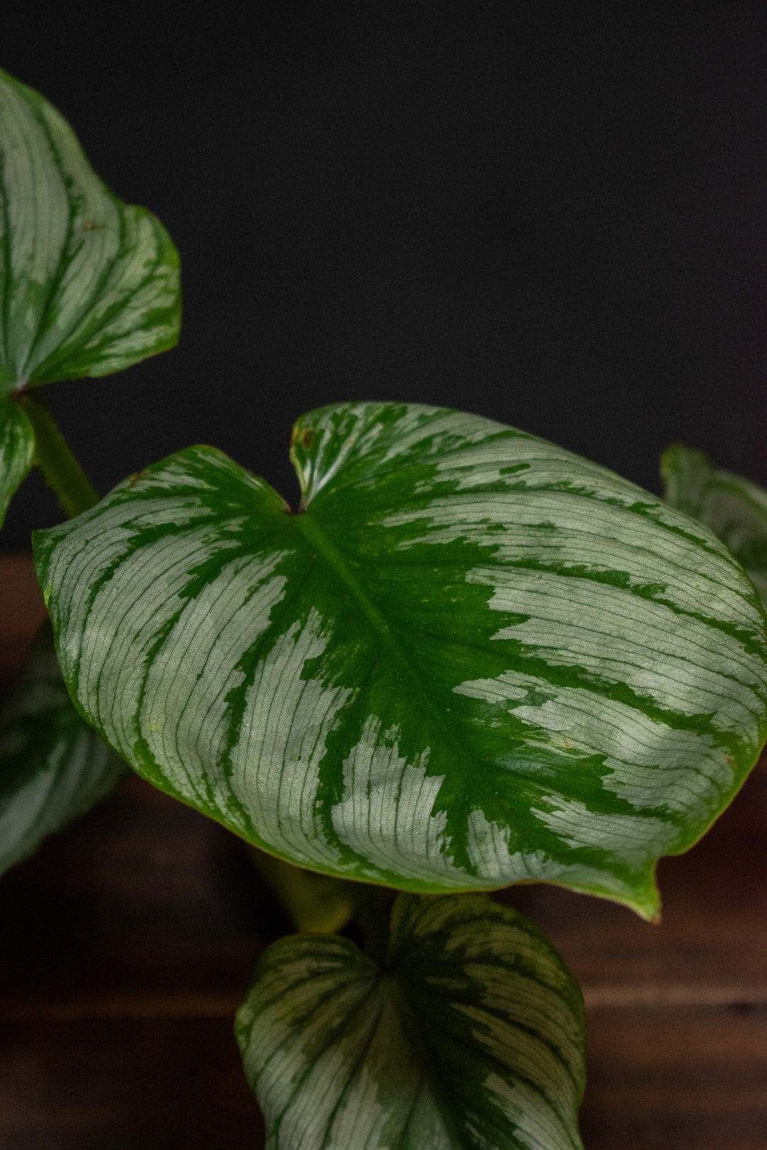 Philodendron - Silver Cloud