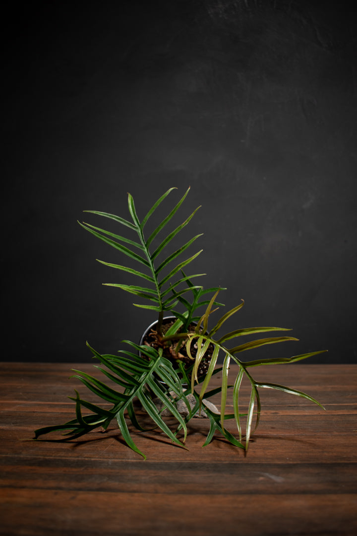 Philodendron - Tortum