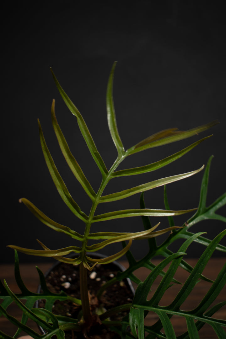 Philodendron - Tortum