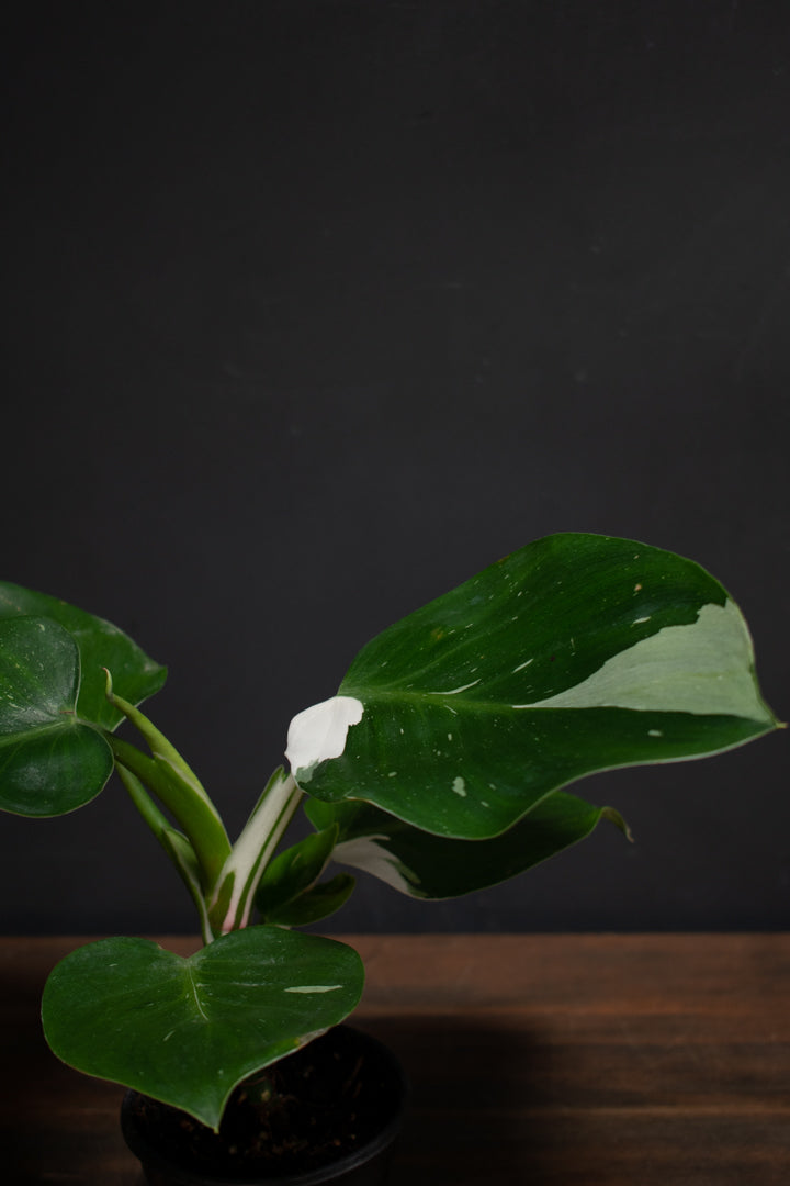 Philodendron - White Wizard