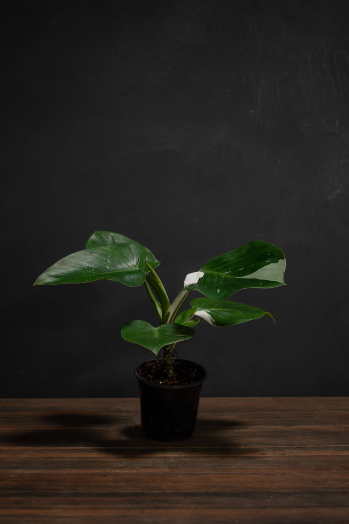 Philodendron - White Wizard