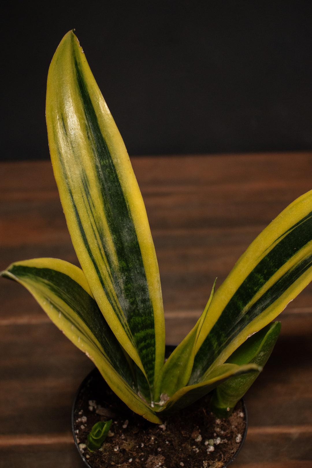 Sansevieria- Gold Flame