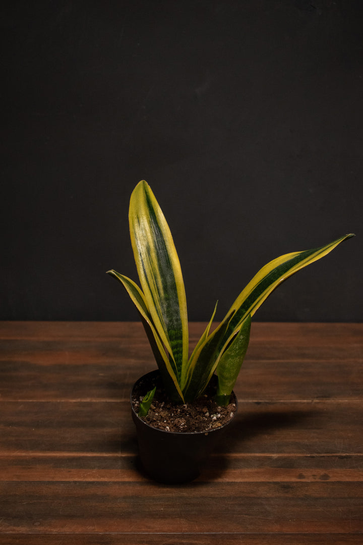 Sansevieria- Gold Flame