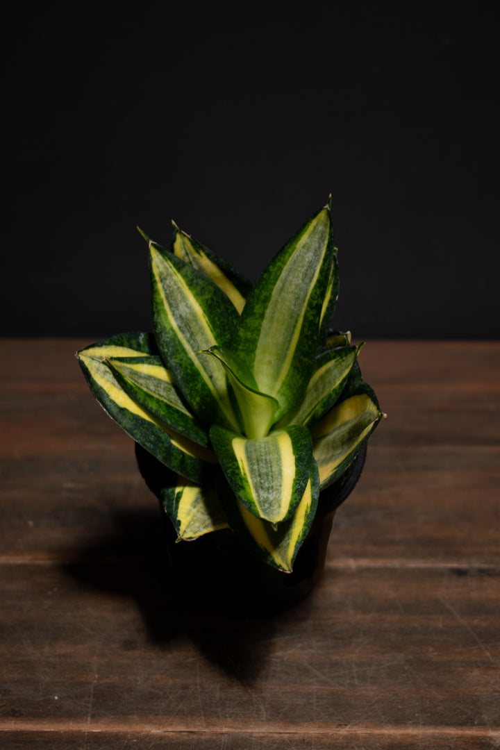 Sansevieria - Trifasciata Hahnii