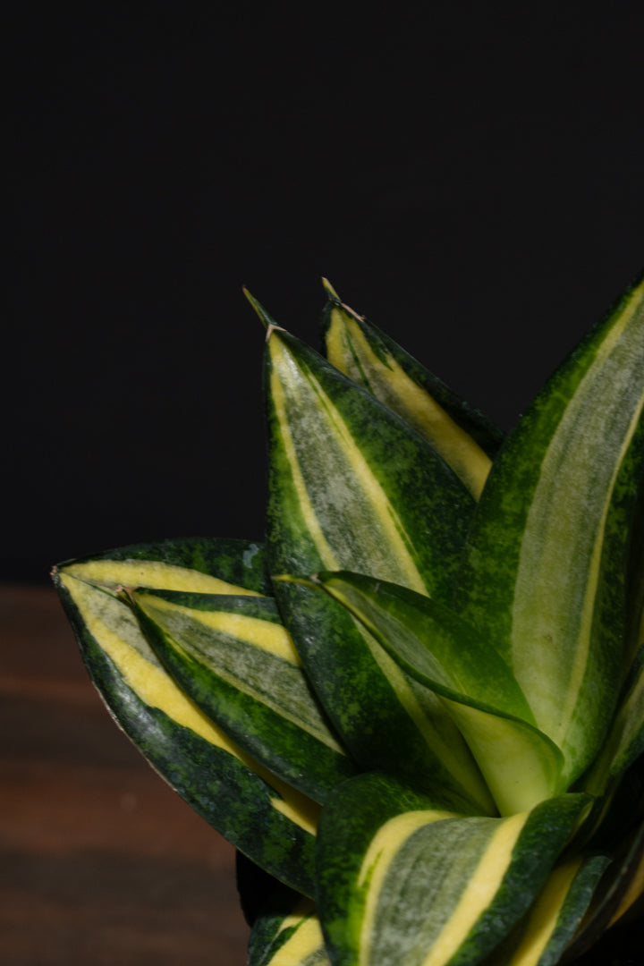 Sansevieria - Trifasciata Hahnii
