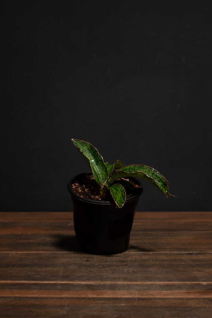 Sansevieria - Trifasciata Cleopatra