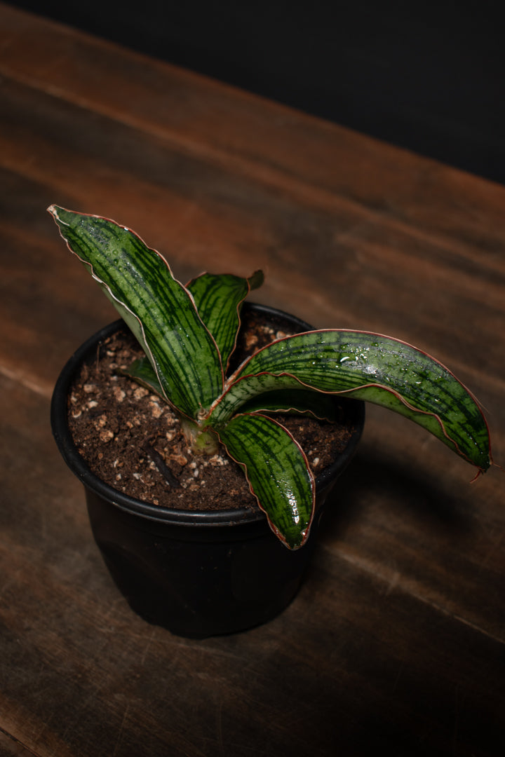 Sansevieria - Trifasciata Cleopatra