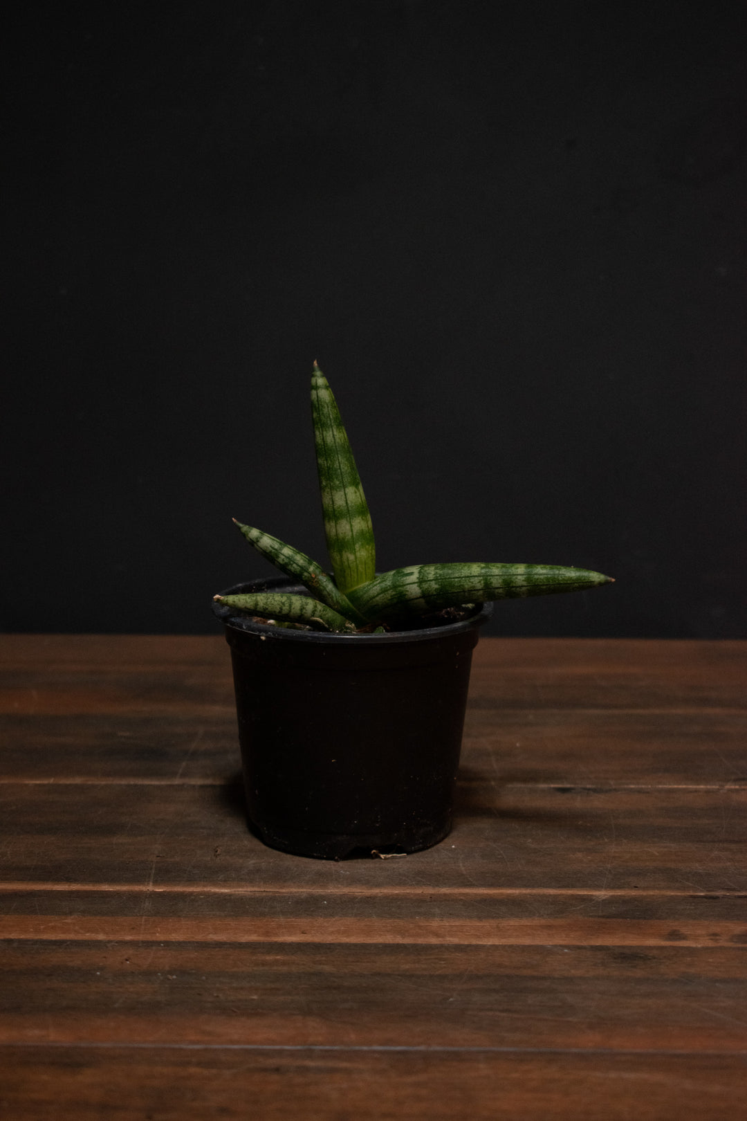 Sansevieria - Boncellensis