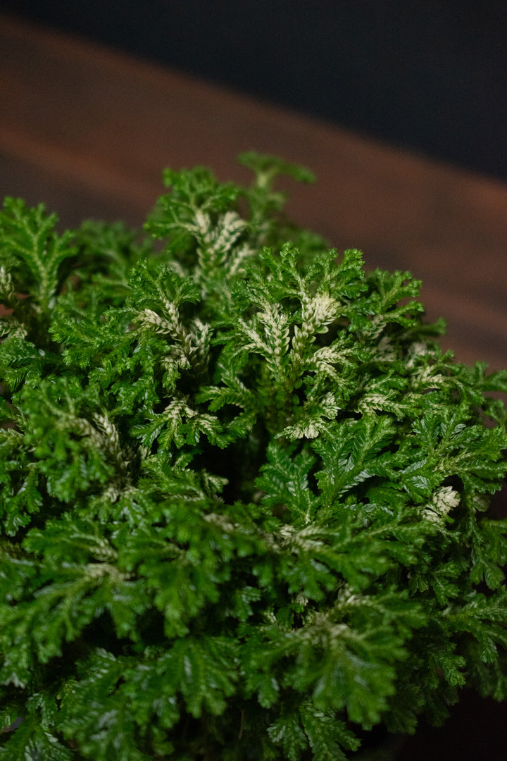 Selaginella - Frosty