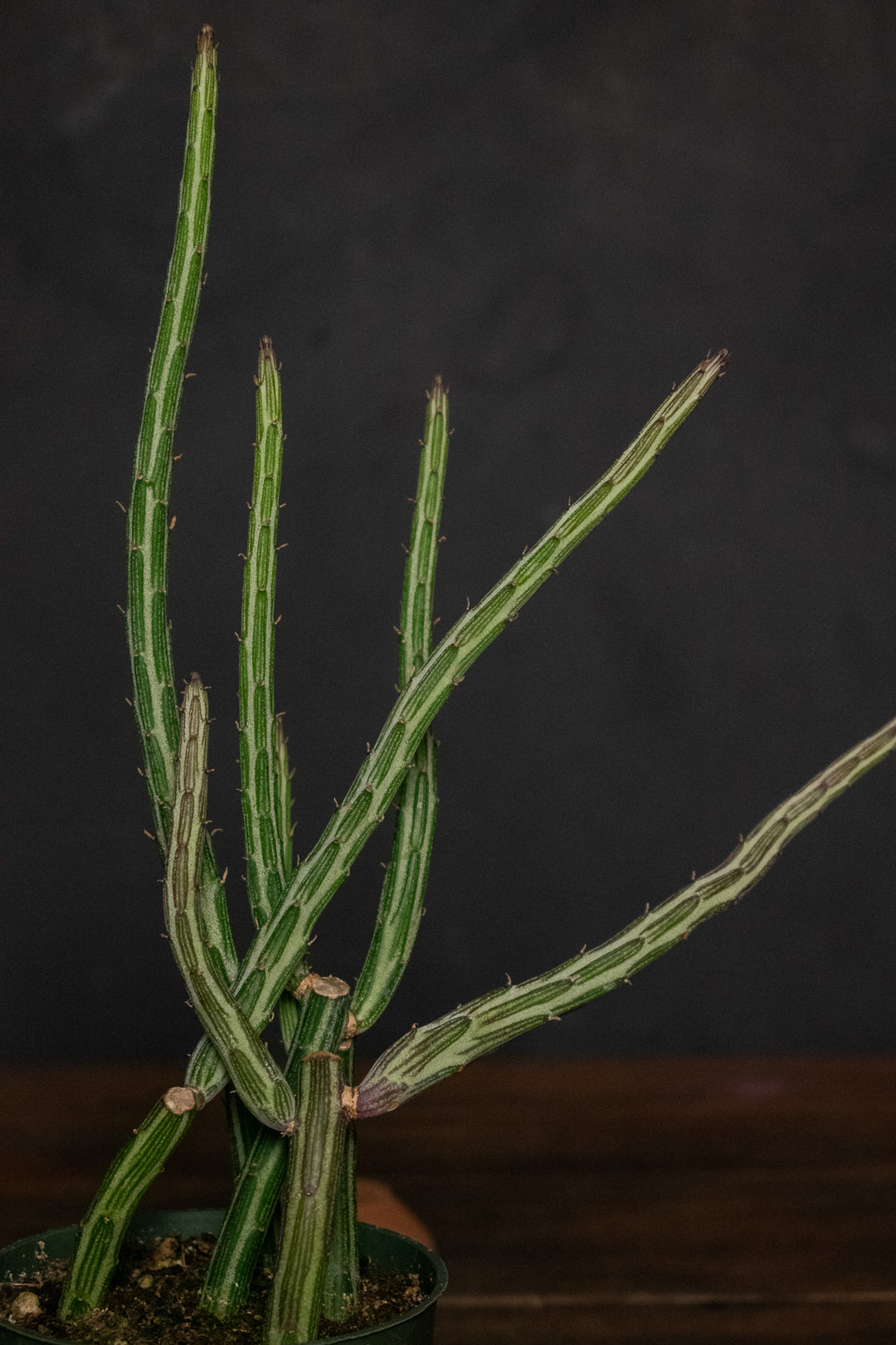 Senecio - Stapeliformis "Pickle Plant"