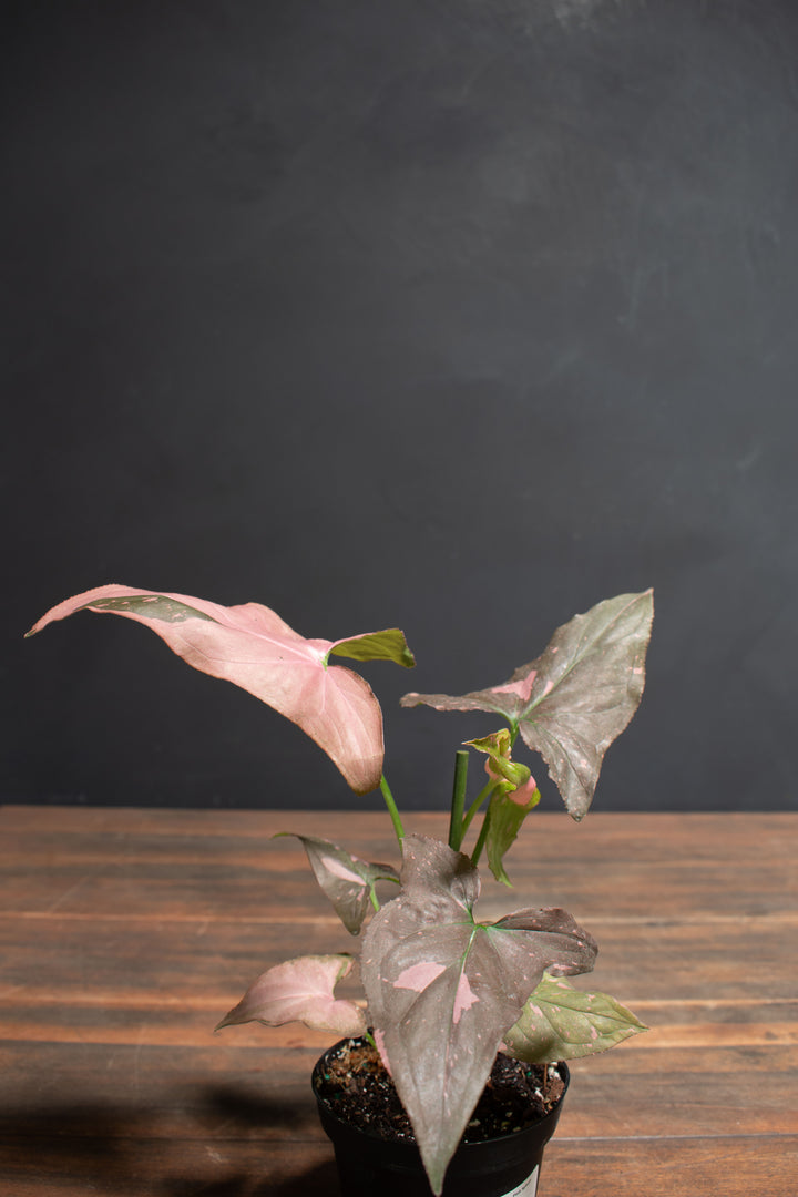 Syngonium - Pink Splash