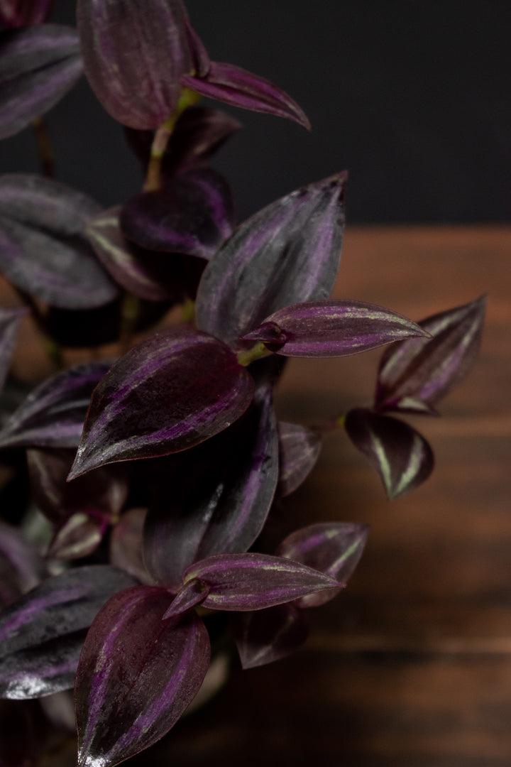 Tradescantia - Purple Gem