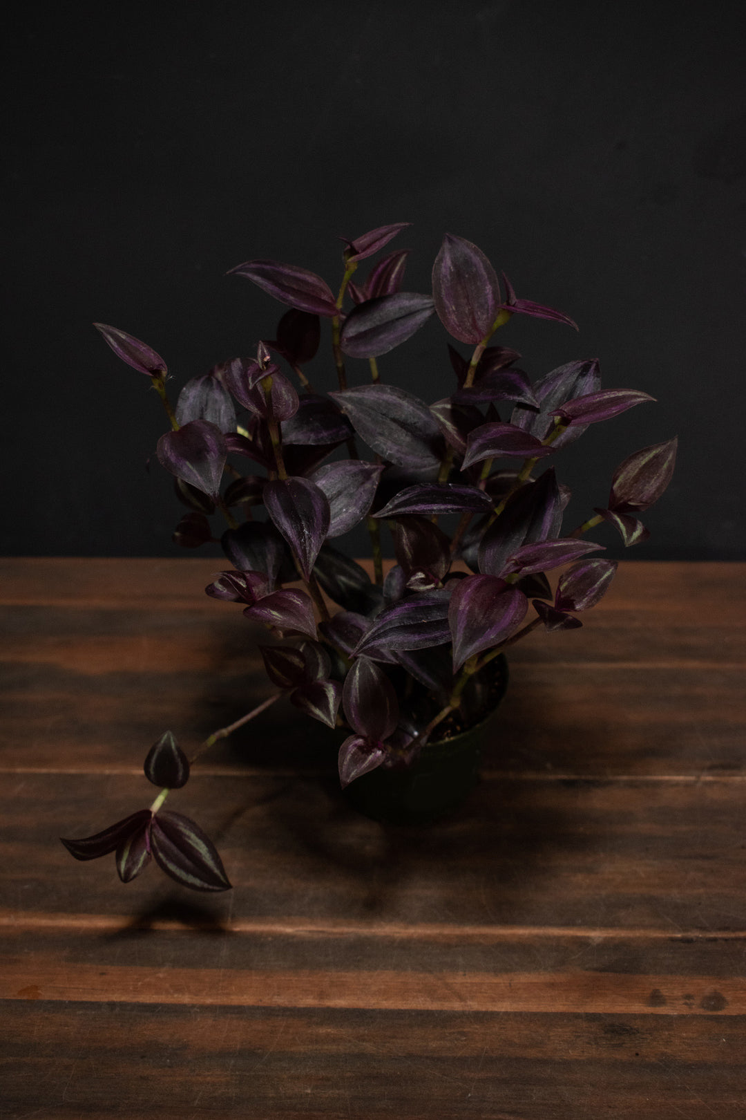 Tradescantia - Purple Gem