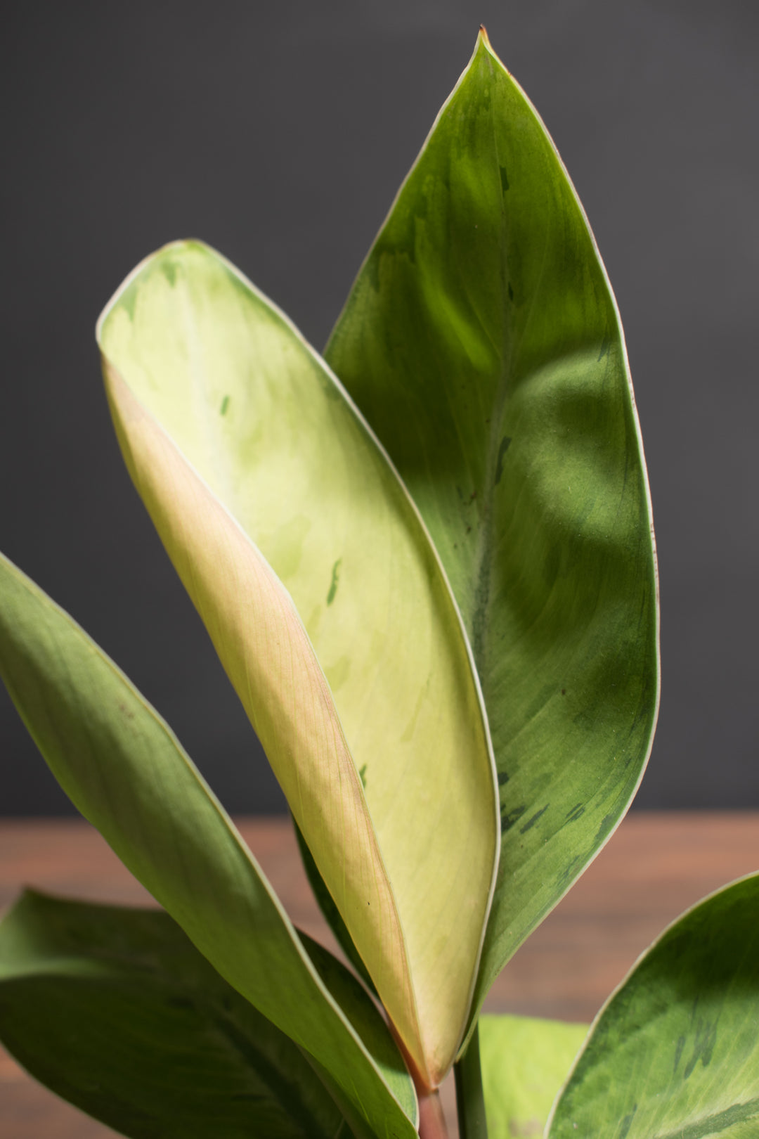 Homalomena - Selby