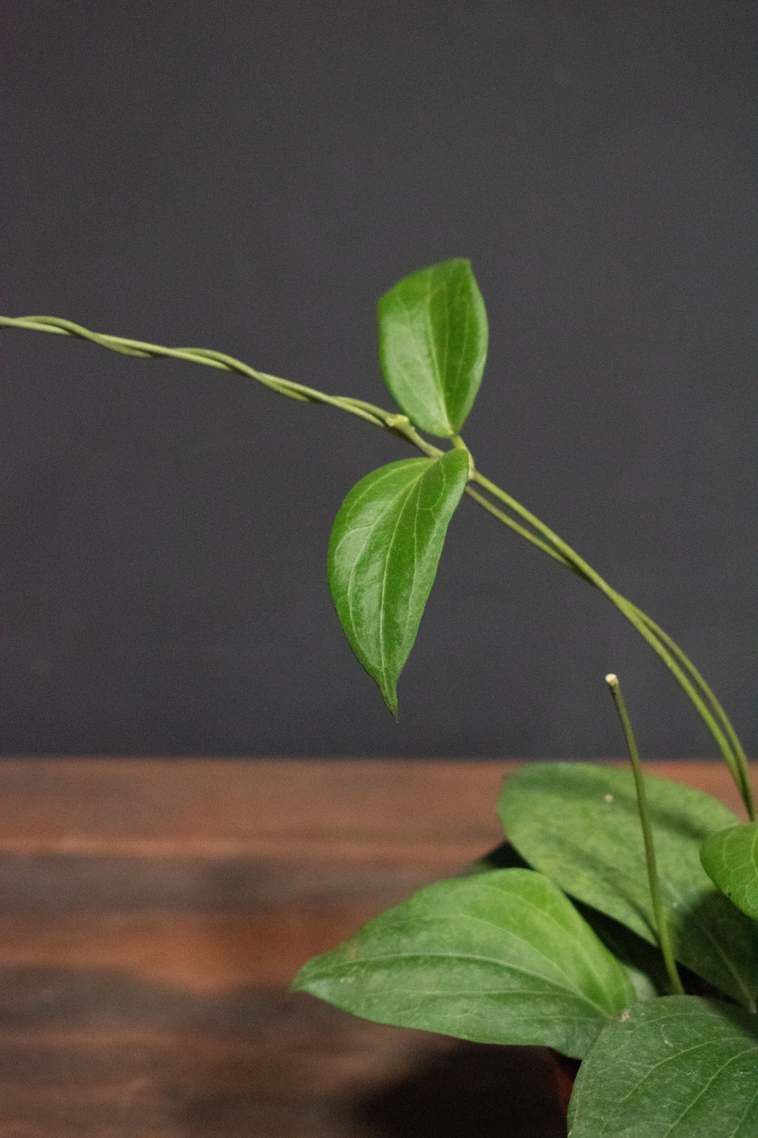 Hoya - Pottsii