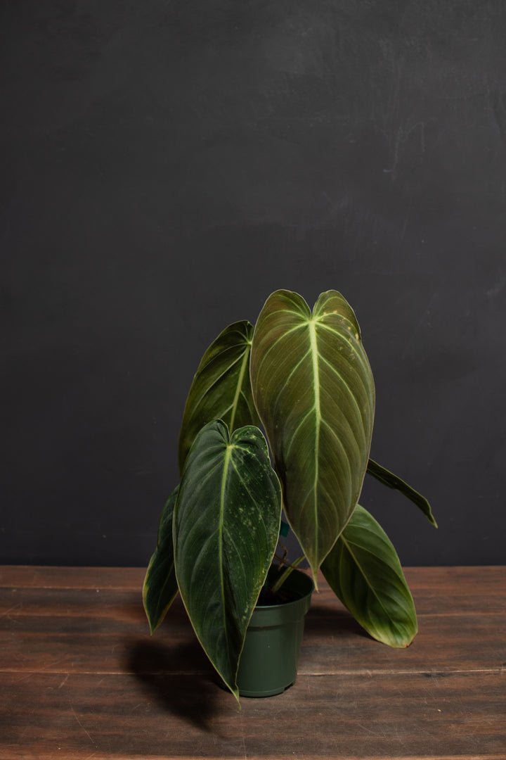 Philodendron - Melanochrysum