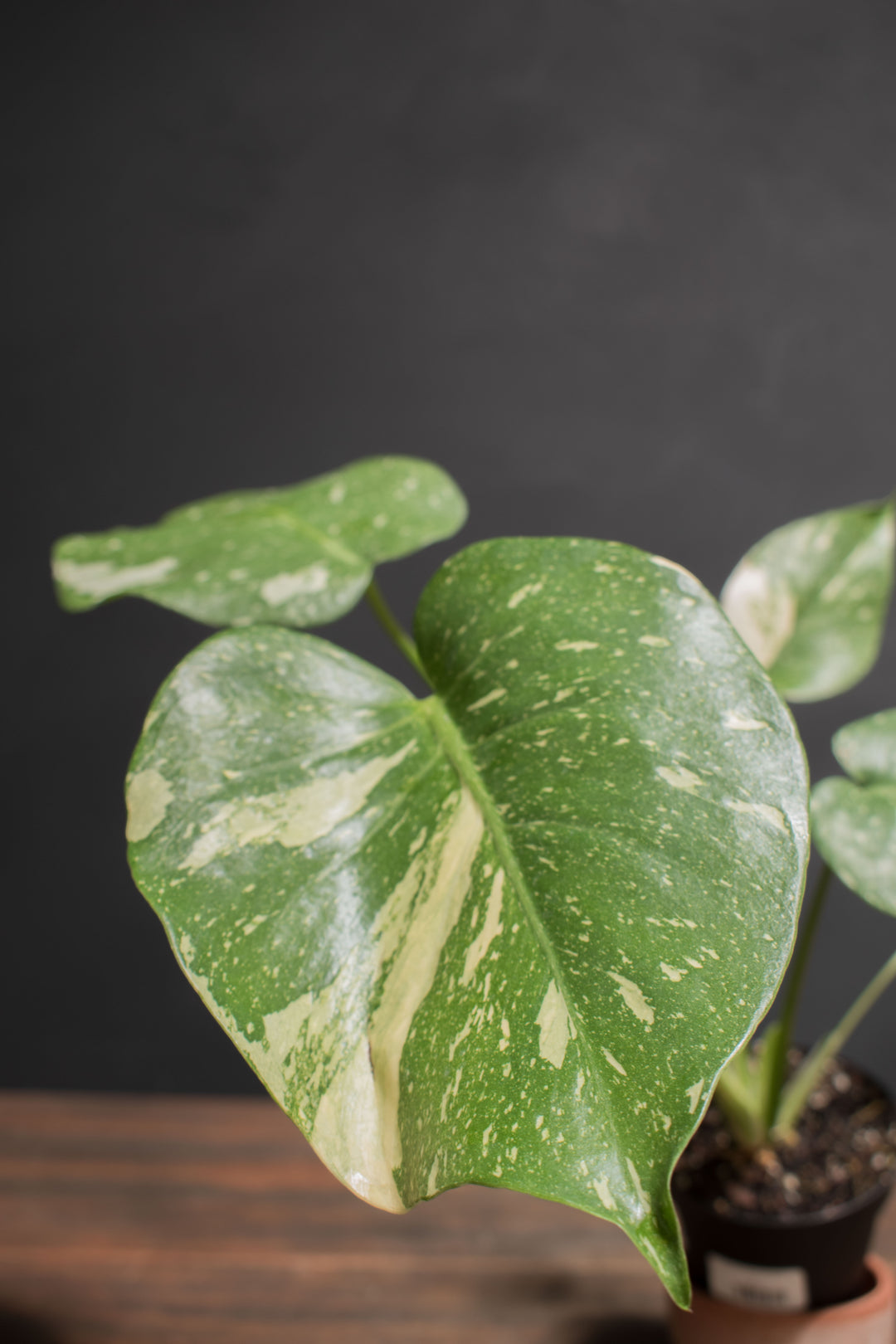 Monstera - Thai Constellation