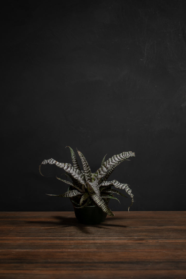 Cryptanthus - Absolute Zero
