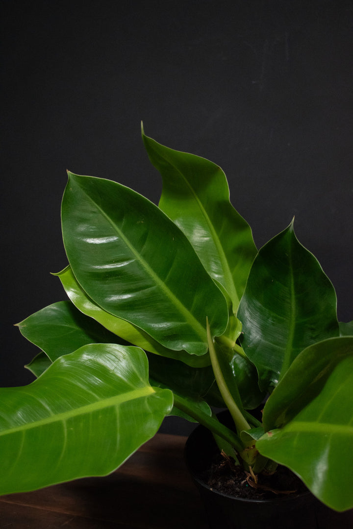 Philodendron - Moonlight