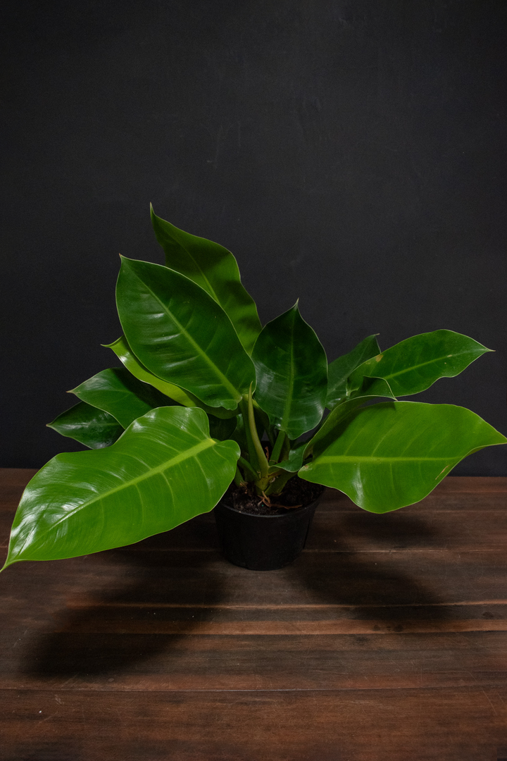 Philodendron - Moonlight