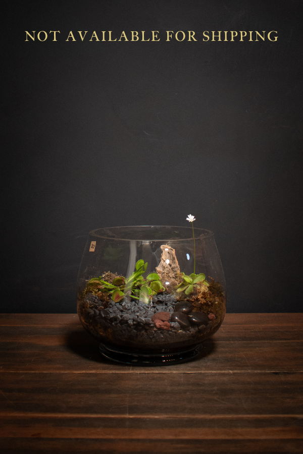 Carnivorous Plant Terrarium