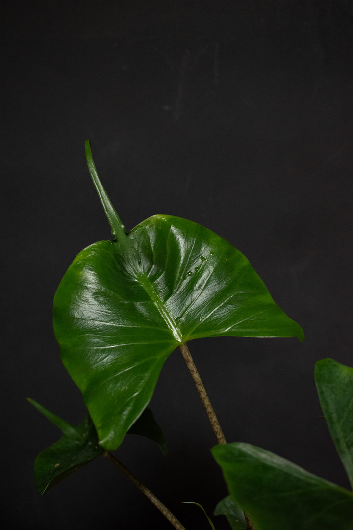 Alocasia - Stingray