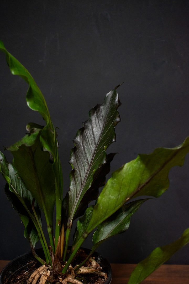 Anthurium - Big Red Bird