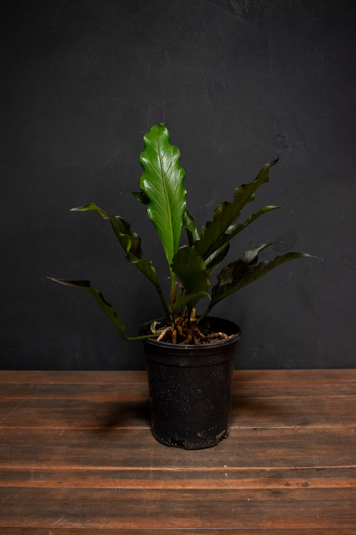 Anthurium - Big Red Bird