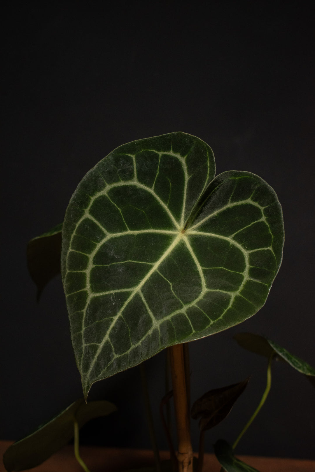 anthurium clarinervium price Anthurium