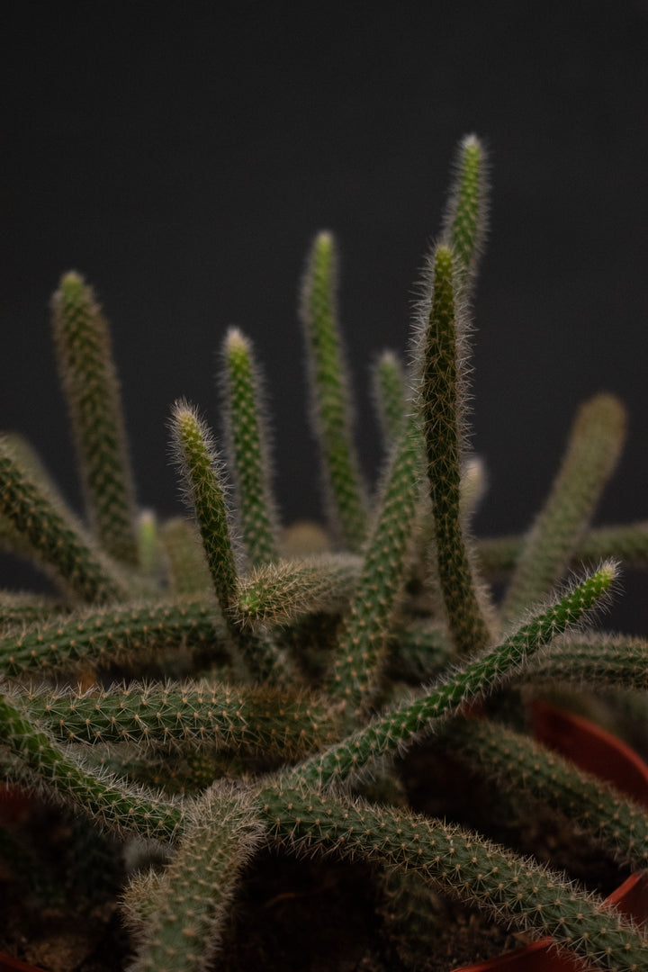 Aporocactus - Flagelliformis "Rat Tail"