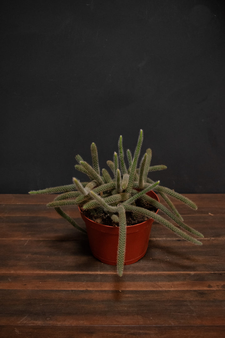 Aporocactus - Flagelliformis "Rat Tail"