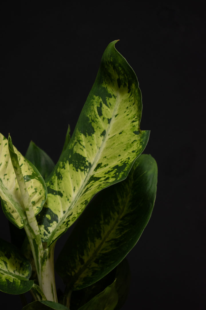 Dieffenbachia - Sublime