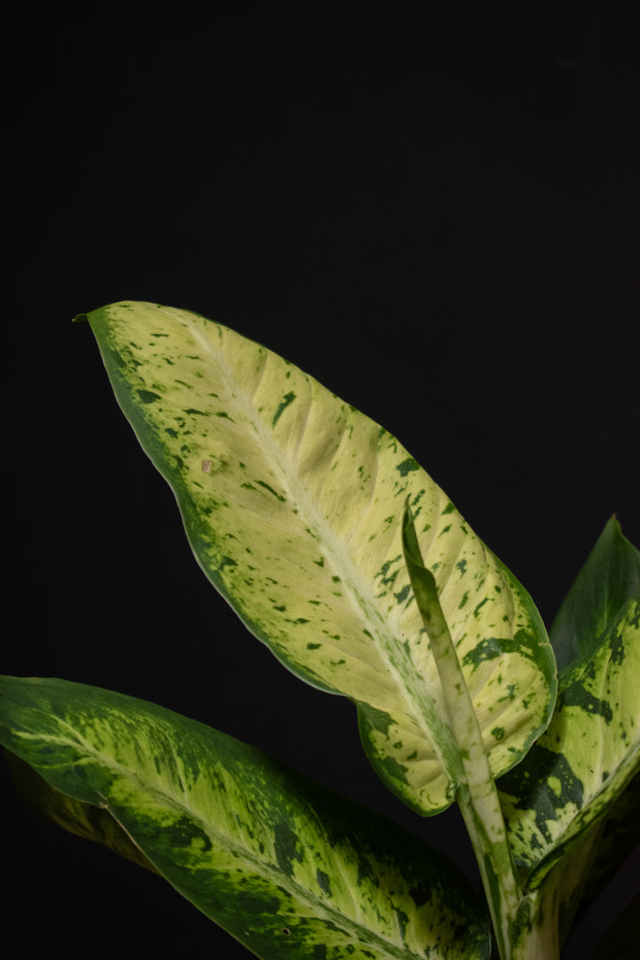 Dieffenbachia - Sublime