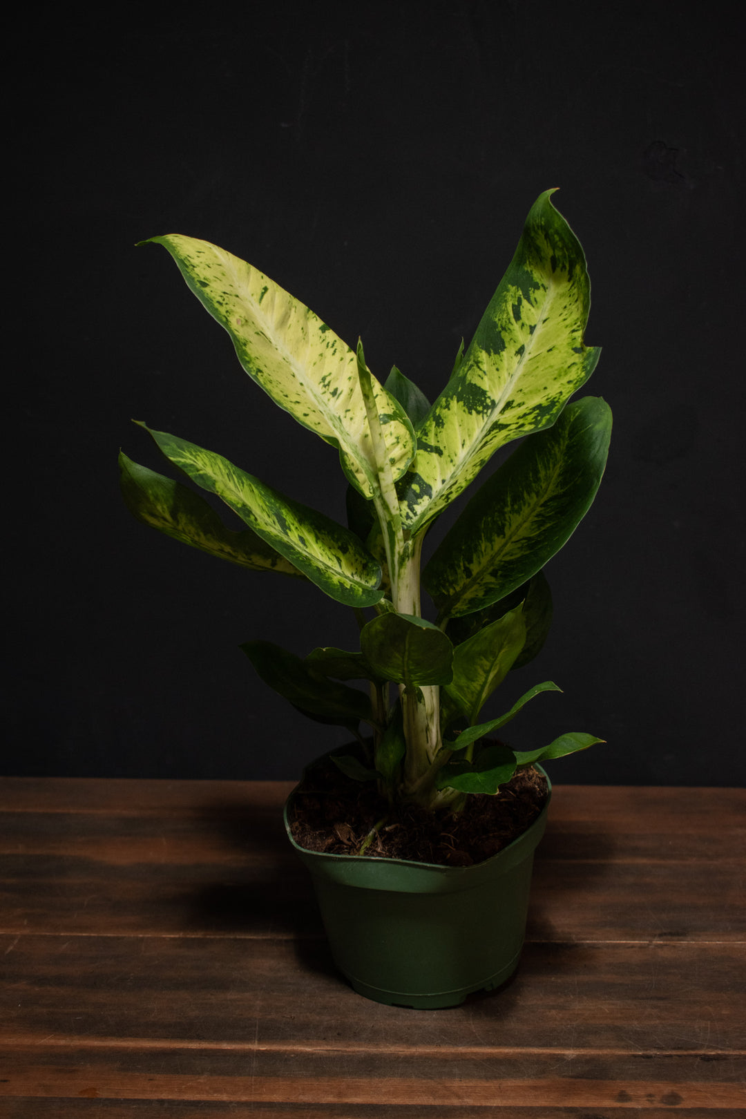 Dieffenbachia - Sublime