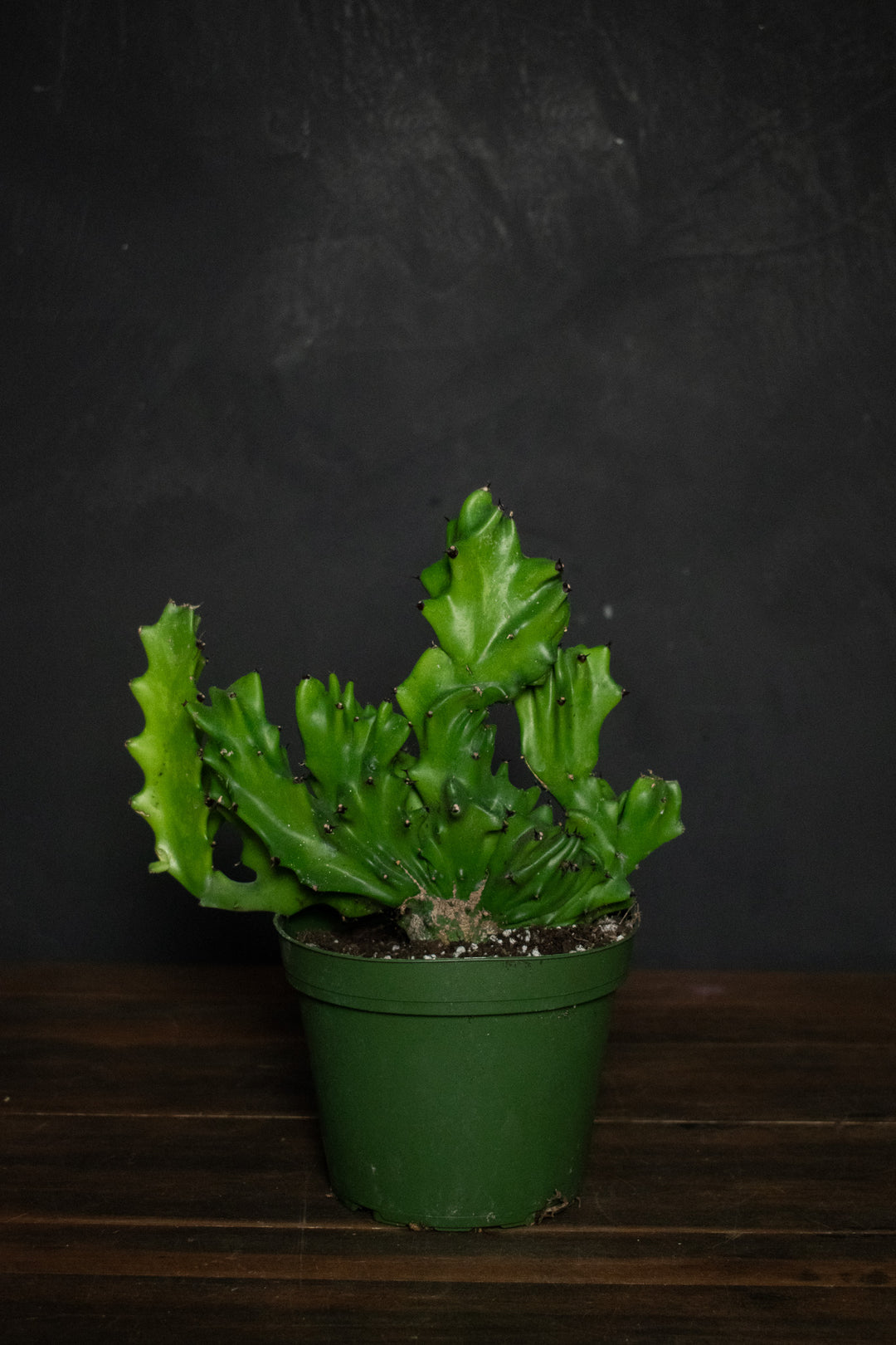 Euphorbia - Lactea Cristata