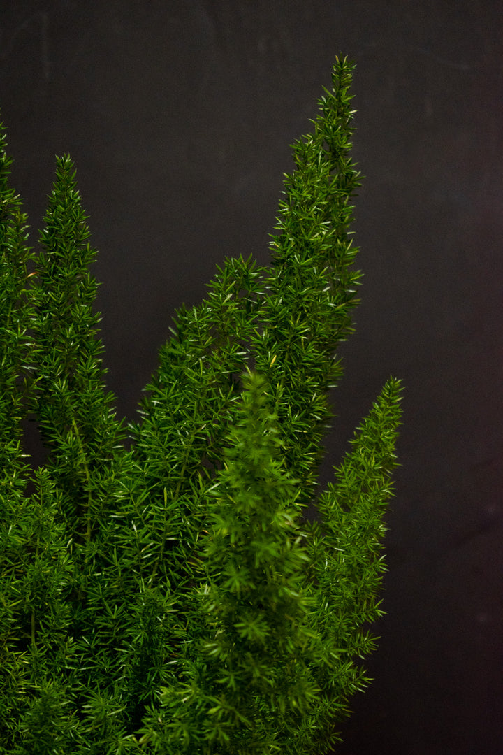 Fern - Asparagus Sprengeri