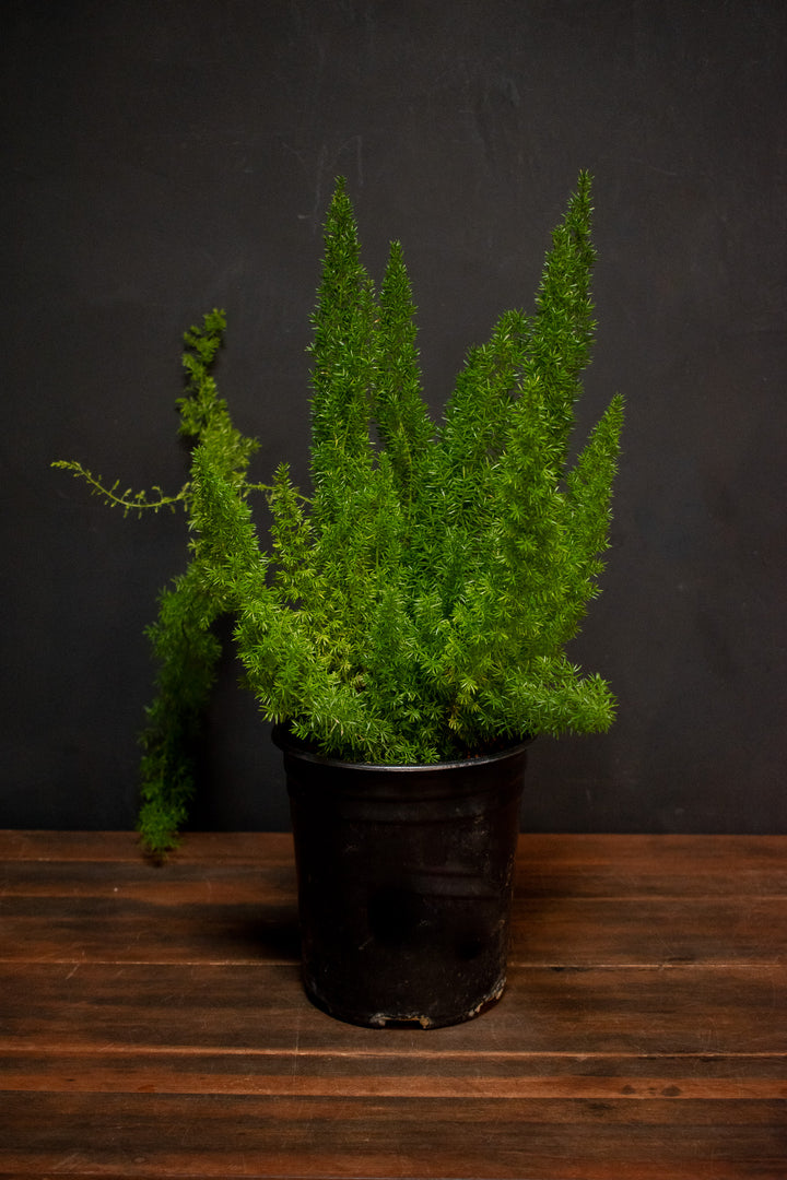 Fern - Asparagus Sprengeri