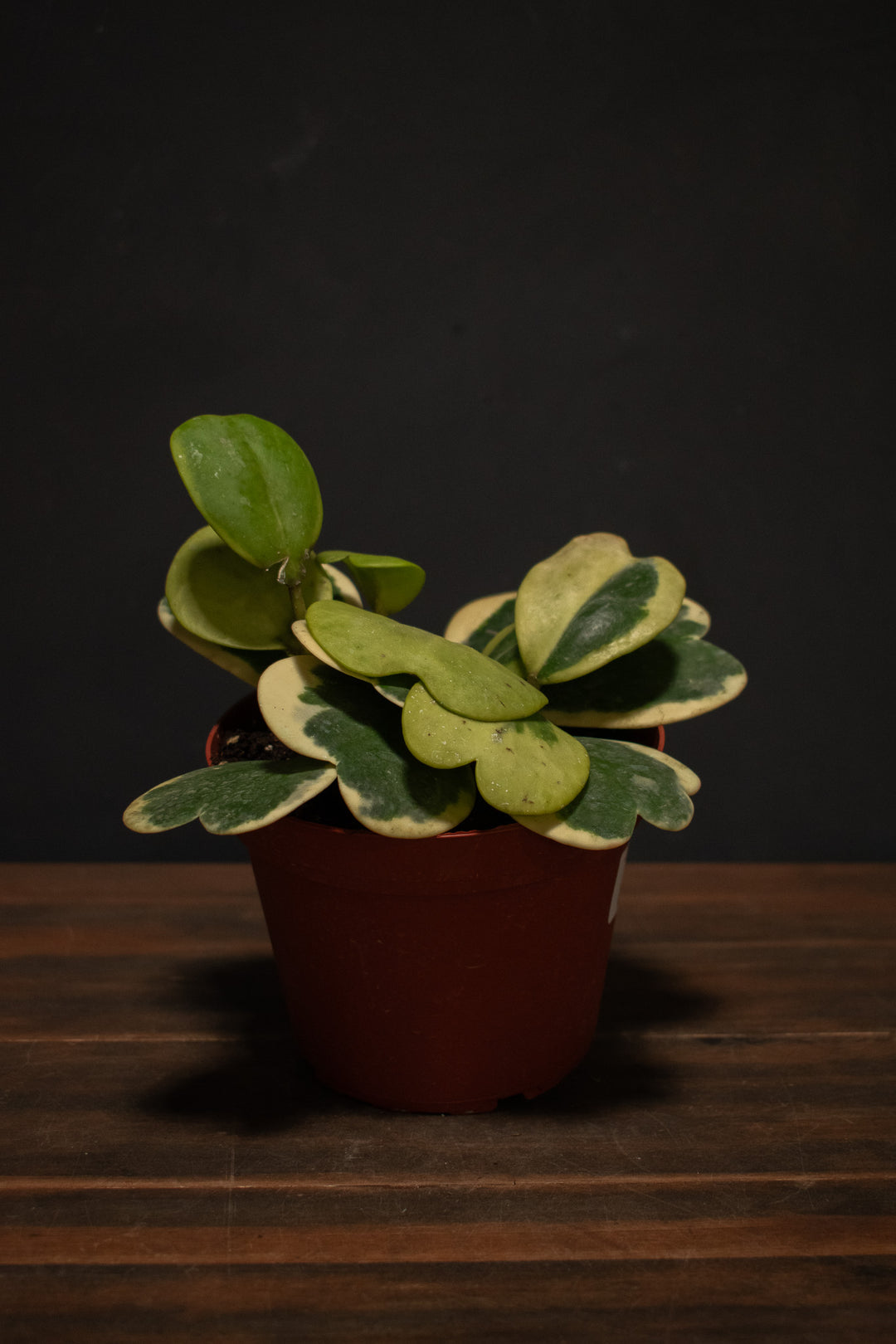 hoya kerri succulent Hoya