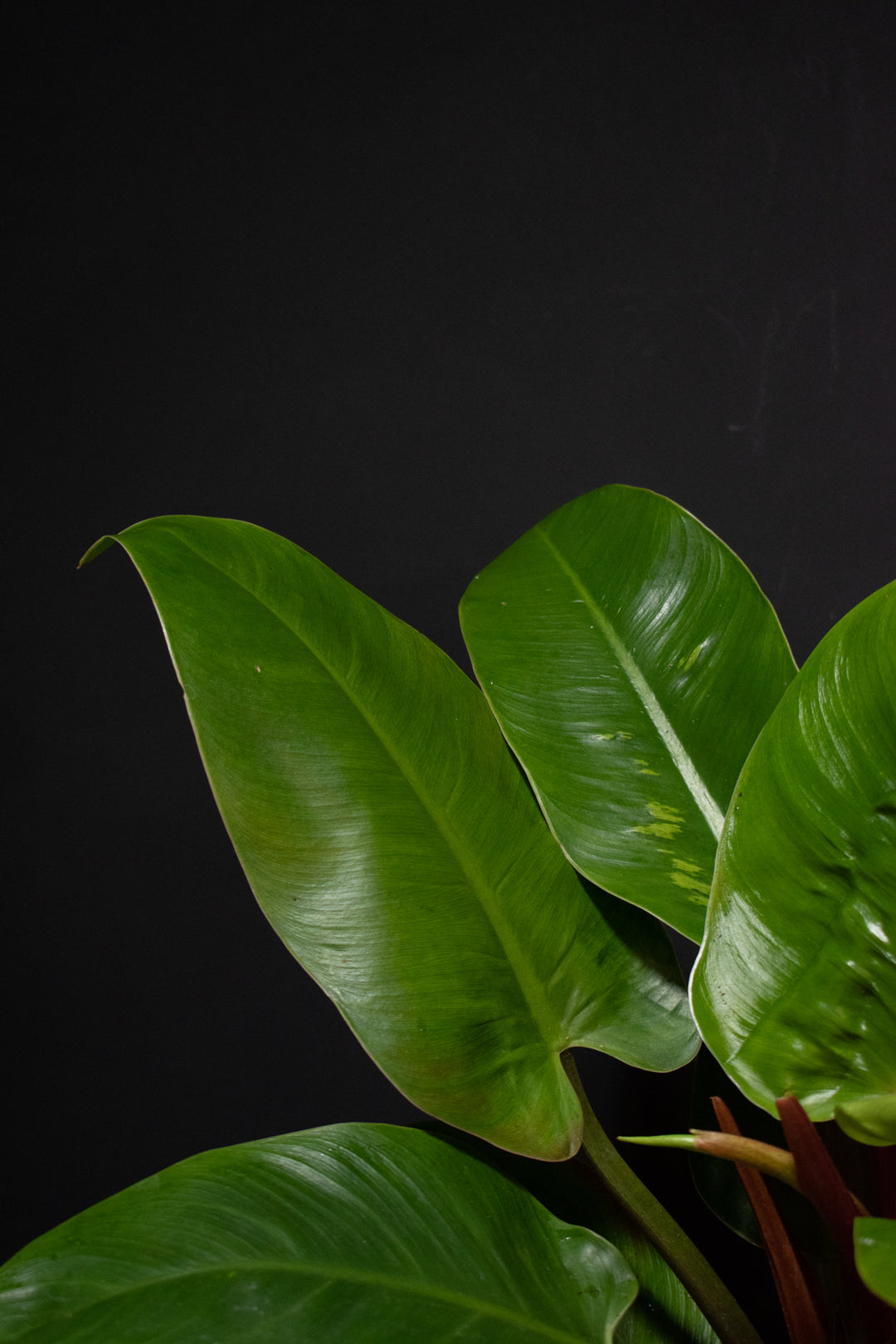 Philodendron - Congo Green