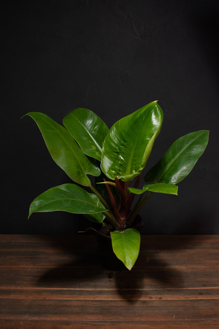 Philodendron - Congo Green