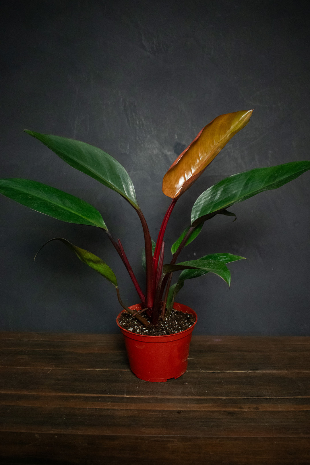 philodendron rojo congo height Philodendron
