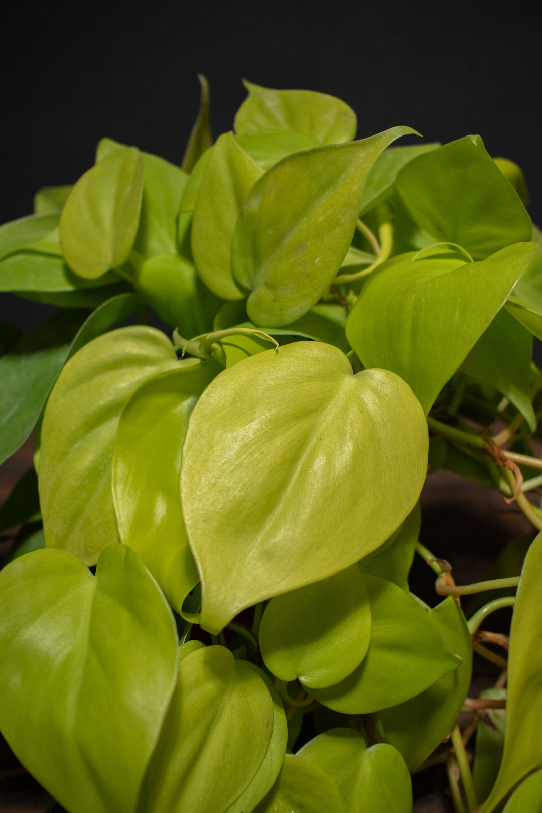philodendron cordatum light Philodendron