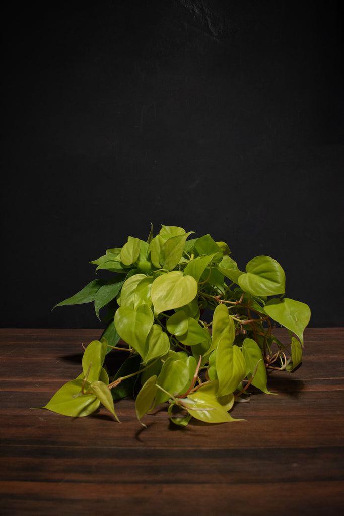 Philodendron
