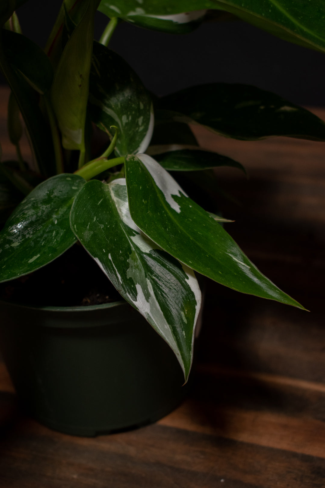 Philodendron - White Princess