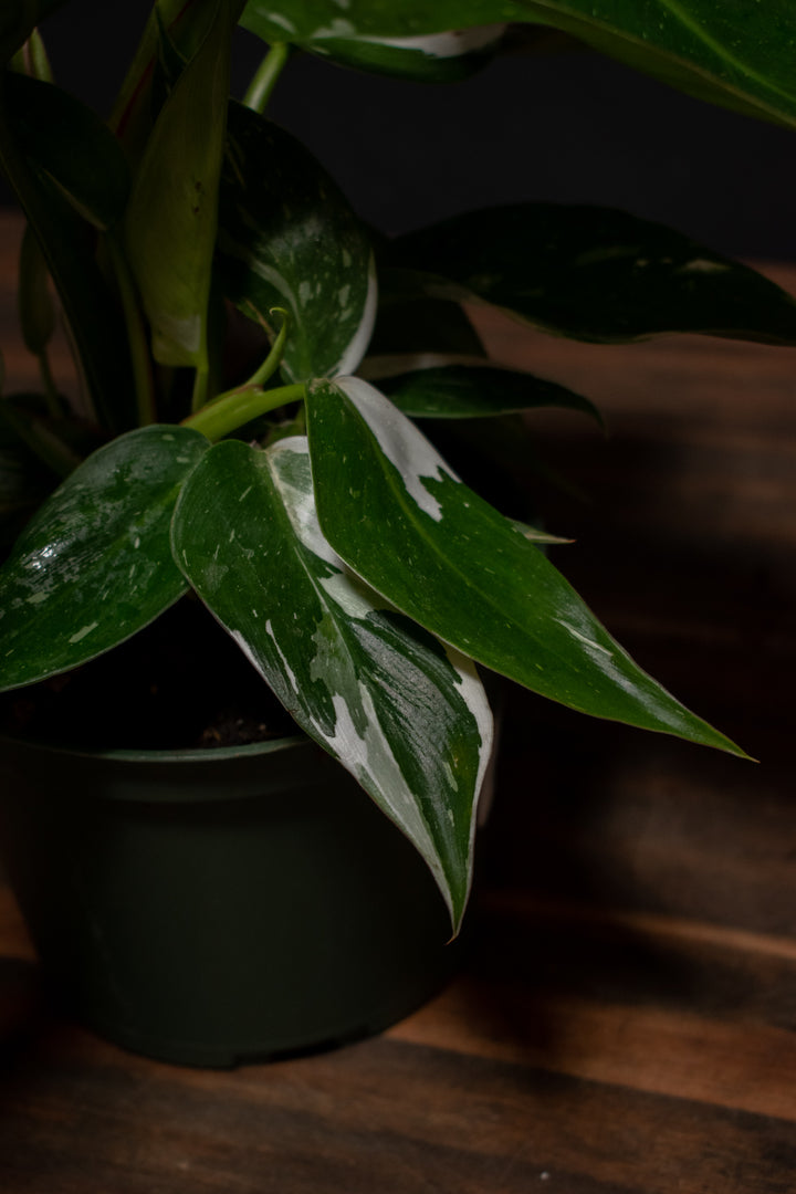 Philodendron - White Princess