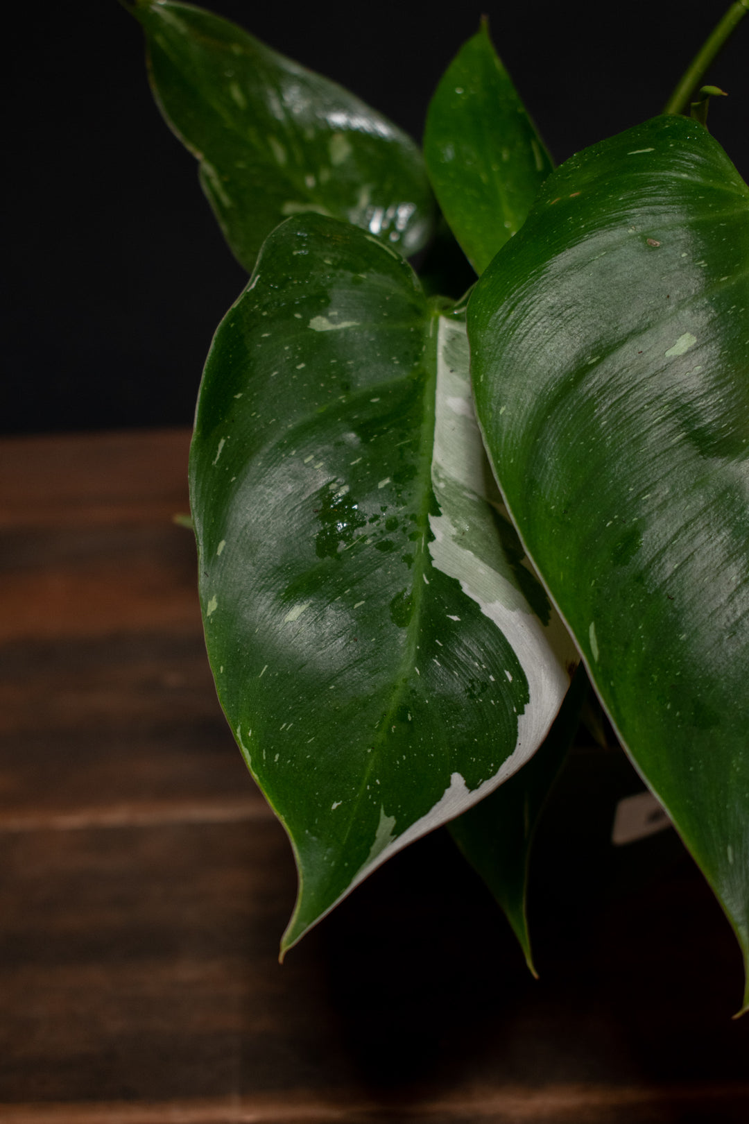 Philodendron - White Princess